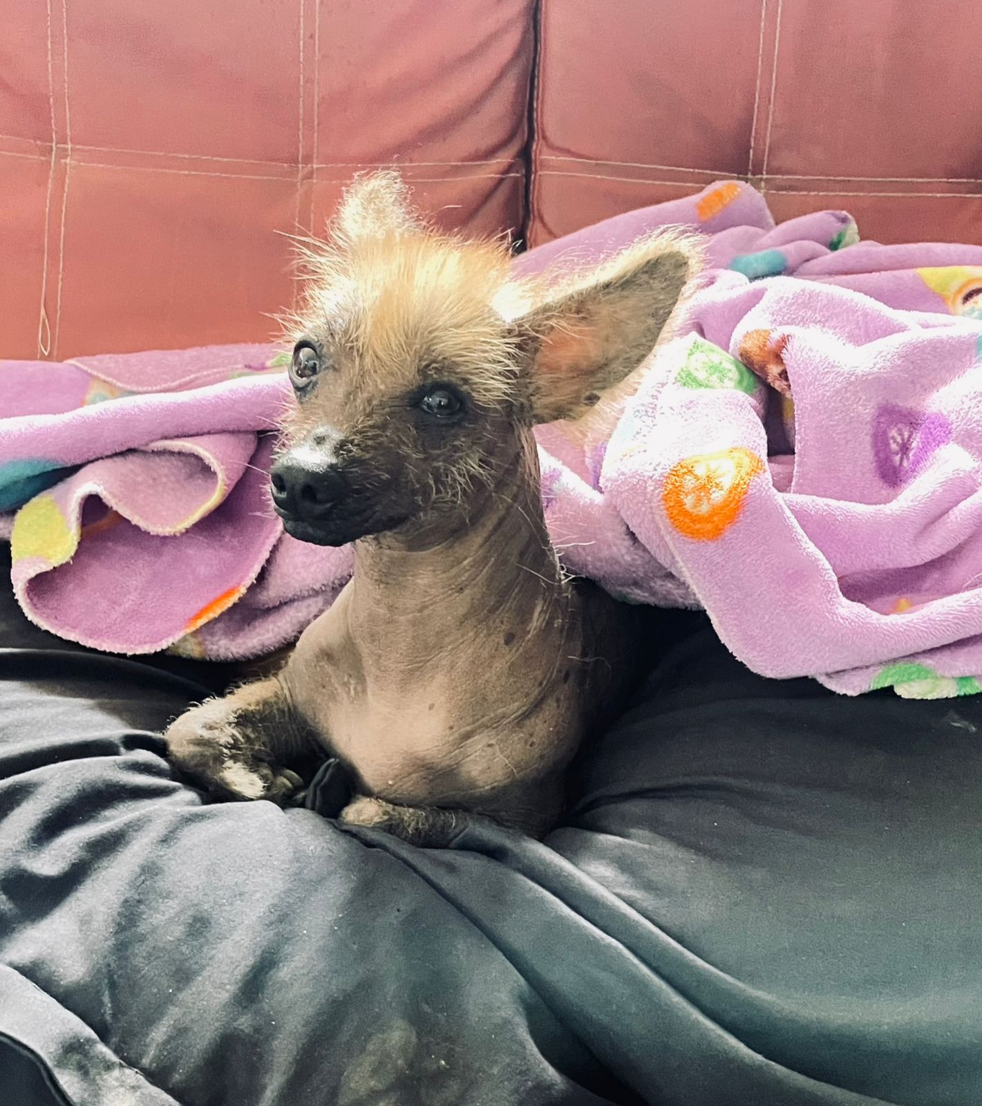 Foto de mascota