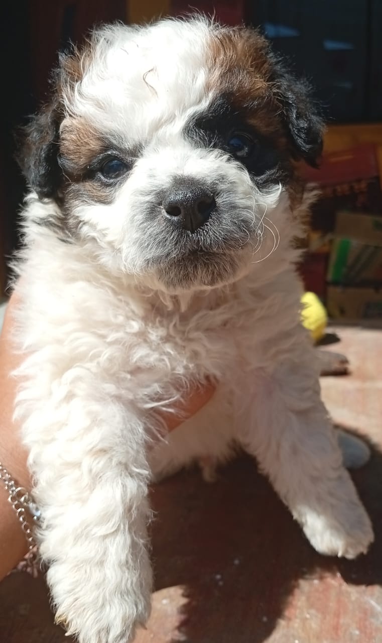 Mascota
